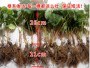 蒙特瑞草莓種苗便宜報價江西贛縣區