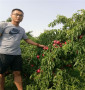 晚熟錦花桃樹苗基地銷售，湖南張家界金秋超黃桃樹苗
