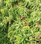 珍珠2號棗油桃苗基地銷售，內蒙古錫林郭勒盟中油27油桃樹苗