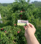 7-17桃樹苗廠家銷售，廣西梧州6月成熟棗油桃樹苗