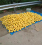 金陵黃脆桃樹苗出售，福建漳州中油27桃樹苗