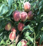 金麗桃樹苗批發，寧夏石嘴山紅肉中桃25桃樹苗