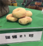 梅杏樹苗大量銷售，四川德陽中油27桃樹苗