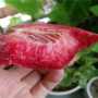 早熟油蟠桃樹苗出售，甘肅武威MJT350黃桃樹苗