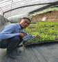 矮化吉塞拉6號苗便宜出售，上海矮化吉塞拉6號苗便宜的