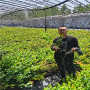 苗圃40高兔眼藍莓苗，苗圃報道
