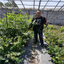 湖南懷化云雀藍莓苗圖片，組培的云雀藍莓苗