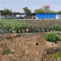 湖南懷化法新藍莓苗的基地，結果的法新藍莓苗