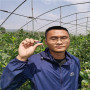 的基地40高北极星蓝莓苗，育苗批发