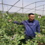 云雀藍莓苗50高簡介，的基地