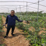 遼寧丹東綠寶石藍莓苗批發，40高綠寶石藍莓苗