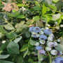 遼寧遼陽L藍莓苗苗圃，3年生L藍莓苗