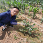 L藍莓苗浙江溫州簡介，出售