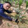 遼寧盤錦L17藍莓苗栽培技術，40高L17藍莓苗