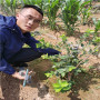需冷量40高奧羅拉藍莓苗，育苗批發