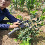 出售30高L藍莓苗，技術