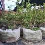 銷售50高萊克西藍莓苗，育苗批發