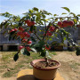 紅思尼克蘋果樹苗培育基地，黑龍江省紅思尼克蘋果樹苗價格