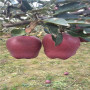 2年生水蜜桃苹果树苗苗圃便宜，福建省