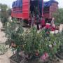 紅思尼克蘋果樹苗 生產苗圃，河北省紅思尼克蘋果樹苗2021年春季報價