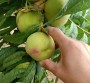 廣西##1年桃樹苗種植管理、2公分桃樹苗##廣西批發價格