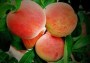 山西##1公分桃树苗种植方法 2公分桃树苗##山西低价销售