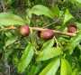 吉林##基地1公分桃樹苗價格 2公分桃樹苗##吉林新品種