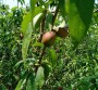 天津##2年3公分桃树苗种植要点、4公分桃树苗##天津批发价格