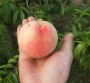 歡迎##1公分桃樹苗供應廠家、2公分桃樹苗價格便宜##有限公司