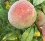 品質##1公分桃樹苗哪里有、4公分桃樹苗種植技術##明順園藝