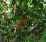 貴州##2年3公分桃樹苗批發、2公分桃樹苗##貴州畝產量