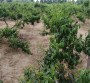 采購##1年桃樹苗供應基地、1公分桃樹苗畝產量##明順園藝