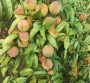 貴州##1公分桃樹苗基地出售、2年桃樹苗##貴州批發價格