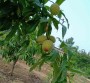 天津##3公分桃树苗种植要求 4年5公分桃树苗##天津货源地