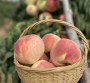 四川##1公分2年桃树苗种植技术、3公分桃树苗##四川亩产量