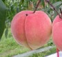 吉林##2公分桃樹苗畝栽數量、3公分桃樹苗##吉林價格表