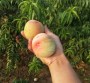 歡迎##2年桃樹苗廠家直銷 2公分桃樹苗種植技術##明順科技