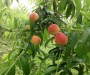 廣西##2公分桃樹苗新價格、2公分3年桃樹苗##廣西畝產量