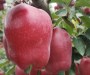 品質##2公分蘋果苗新價格、2公分3年蘋果苗種植技術#明順果苗