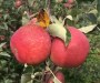 訪問##1年蘋果苗種植管理、2公分蘋果苗批發價格#有限公司