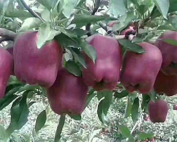 歡迎#2年3公分蘋果苗種植要點、4公分蘋果苗種植技術#明順科技