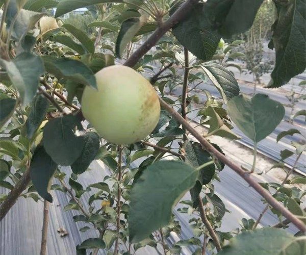 歡迎##2公分蘋果苗 種苗 3公分蘋果苗種植技術#明順園藝