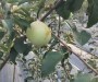 采購##1年蘋果苗價格批發 2公分矮化蘋果苗多少錢#明順果苗