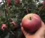 品質##3年蘋果苗自家繁育-4公分矮化蘋果苗多少錢#明順科技