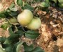 訪問##4公分蘋果苗優新品種、5公分蘋果苗種植技術#明順科技