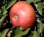 采購##2公分矮化蘋果苗優點 3公分蘋果苗品種齊全#明順科技