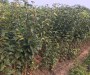 天津2公分黃金梨樹苗、3年秋月梨樹苗好的貨源