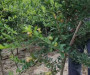 ##3公分突尼斯石榴苗出售、泰山紅石榴苗新品種明順科技##