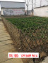 歡迎訪問##吳堡竹籬笆甘肅省蘭州市紅古竹柵欄##實業集團吳堡
