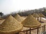 2023客戶至上#忻州五寨阻燃茅草/地毯茅草價格